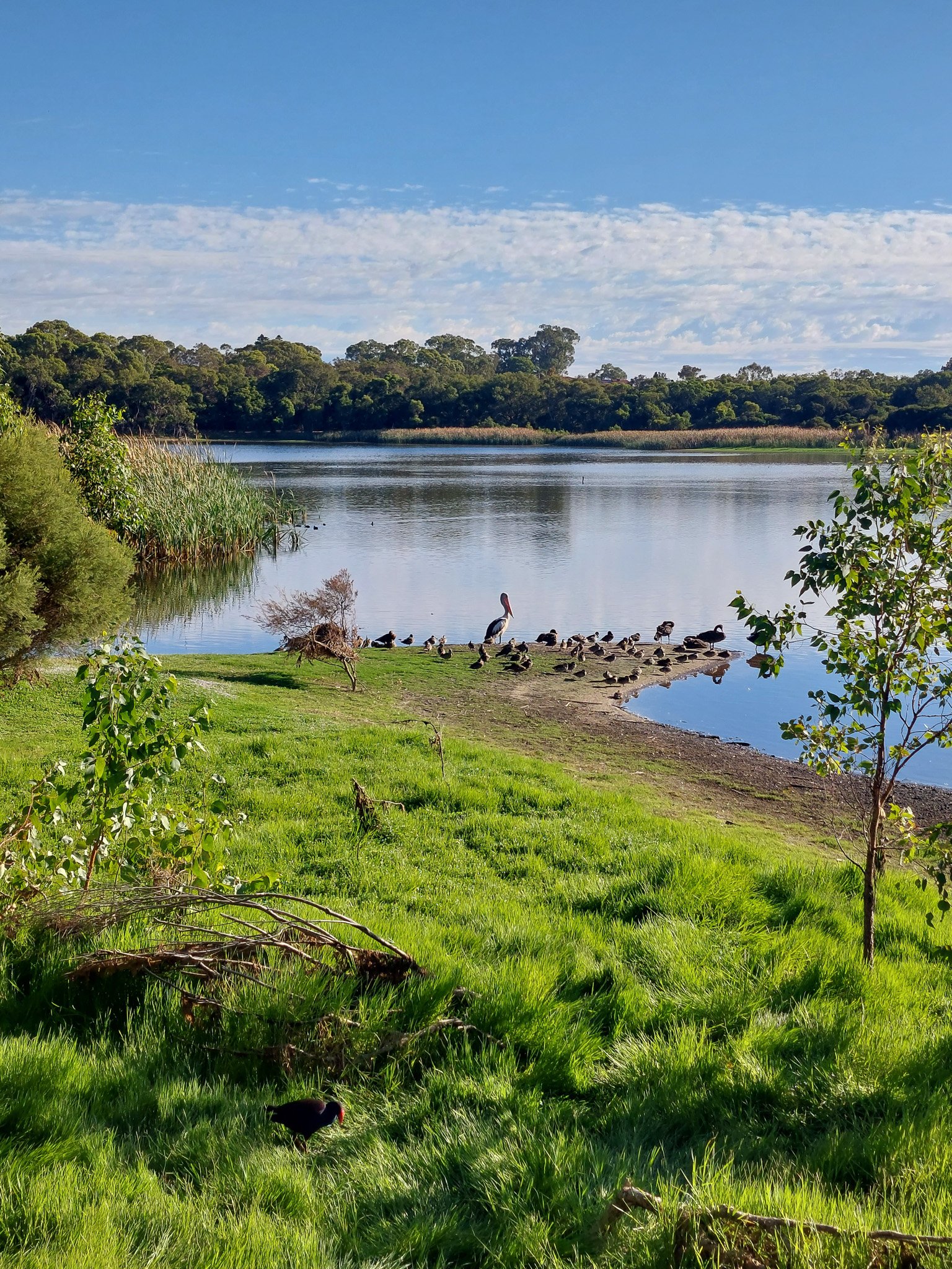 Lake Gwelup